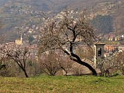 Sentieri fioriti sopra casa ad anello-Zogno-28mar22 - FOTOGALLERY